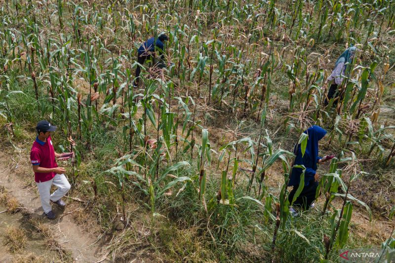 Budidaya jagung ketan ungu warga binaan Lapas II Kendari