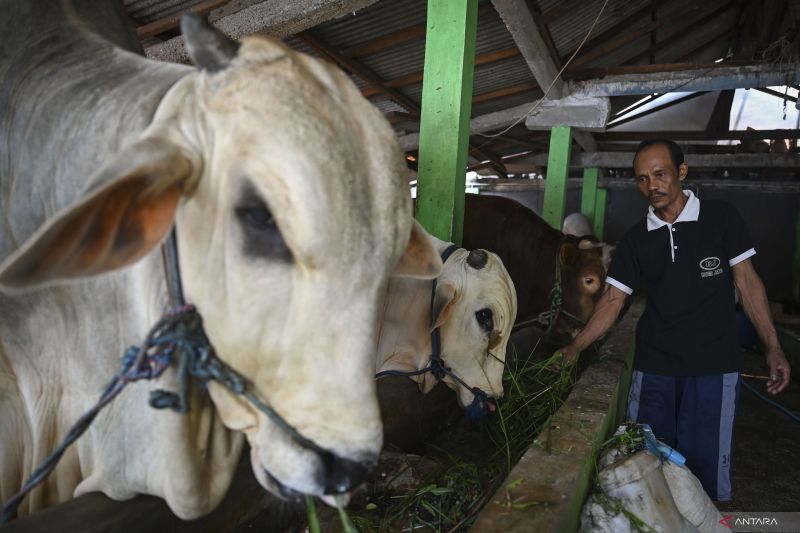 BRIN ungkap bakteri asam laktat berperan meningkatkan kesehatan hewan