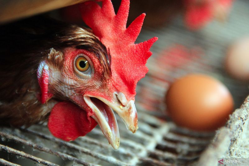 Sebut beras pemerintah pakan ayam, anggota parlemen Jepang dikecam
