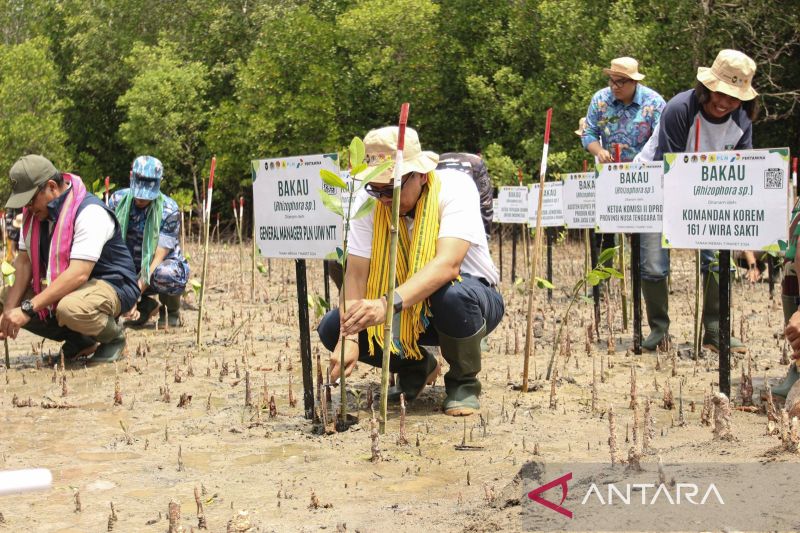 Penanaman Pohon Mangrove di NTT