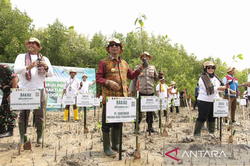 Penanaman Pohon Mangrove di NTT