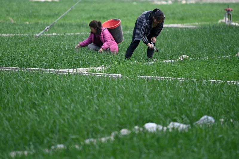 China alokasikan 830 juta yuan untuk dukung pertanian musim semi