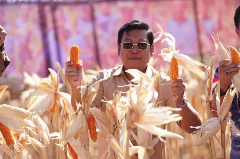 Bapanas: Impor jagung disetop demi serap hasil produksi dalam negeri