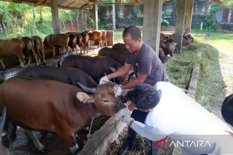Peredaran daging sapi di Bengkulu pada Ramadhan-Idul Fitri diperketat