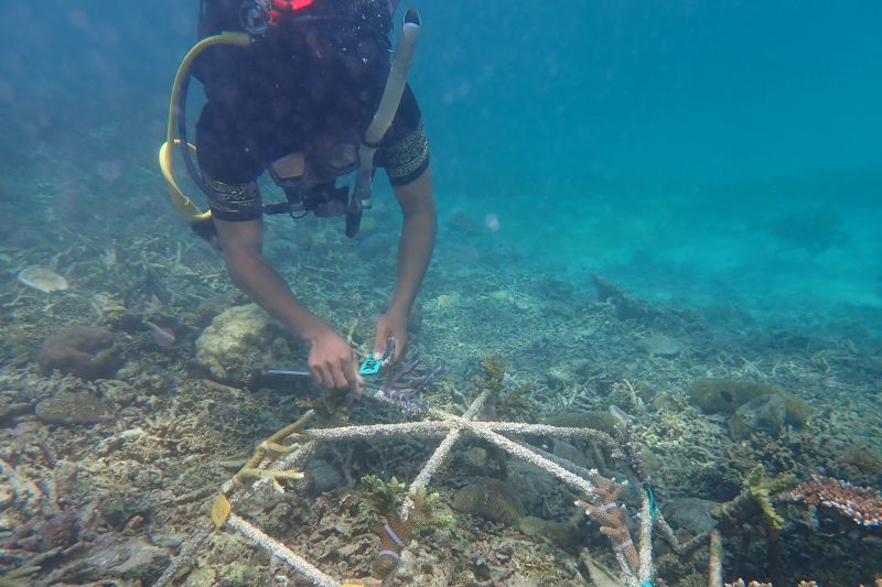 KKP kembangkan adopsi karang untuk lestarikan ekosistem terumbu karang