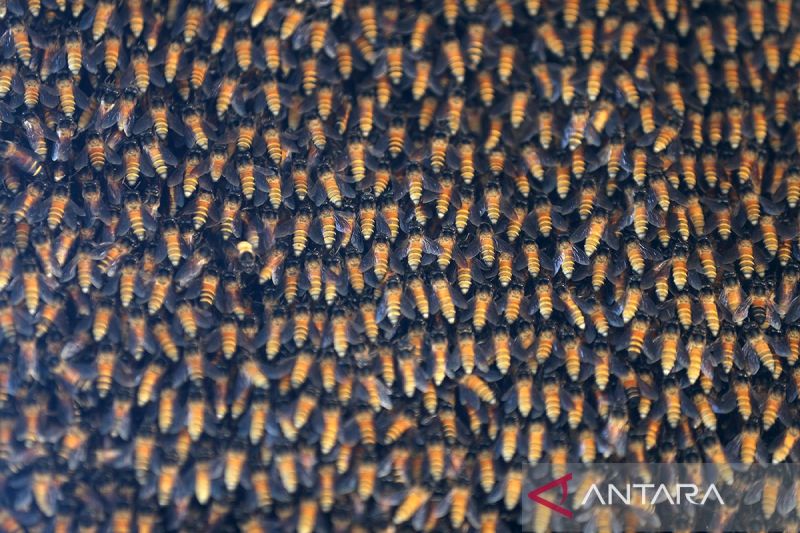Panen madu lebah raksasa di Krueng Raya
