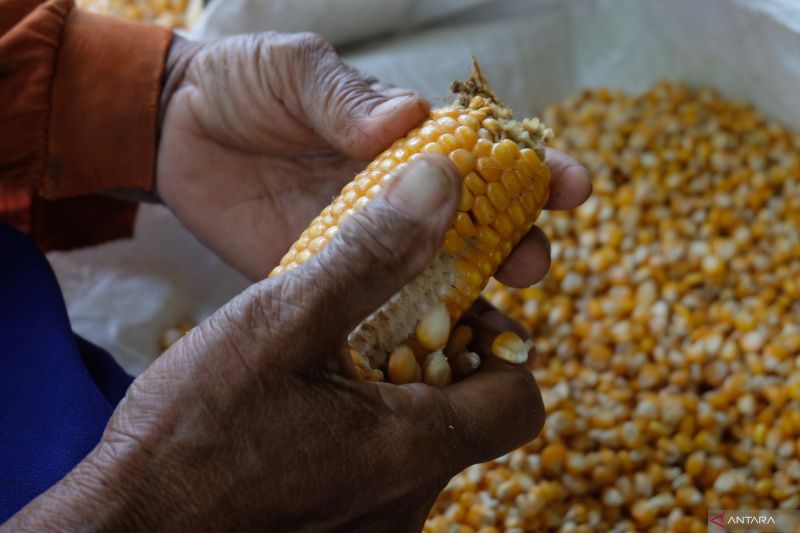 bps-total-produksi-jagung-pipilan-capai-1514-juta-ton-sepanjang-2024