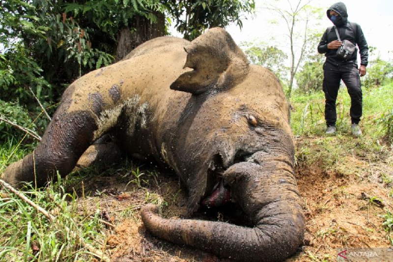 Polisi selidiki kematian gajah hilang gading di Aceh Utara
