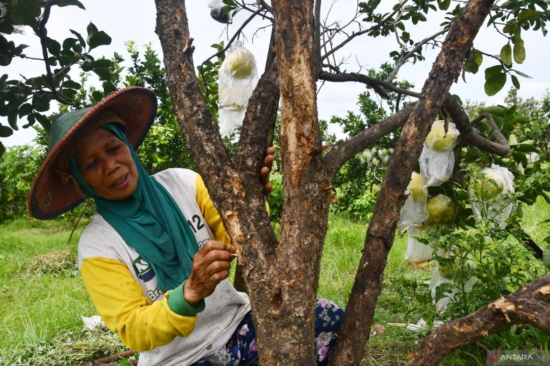 brin-pendekatan-molekuler-dapat-cegah-penyakit-pada-tanaman