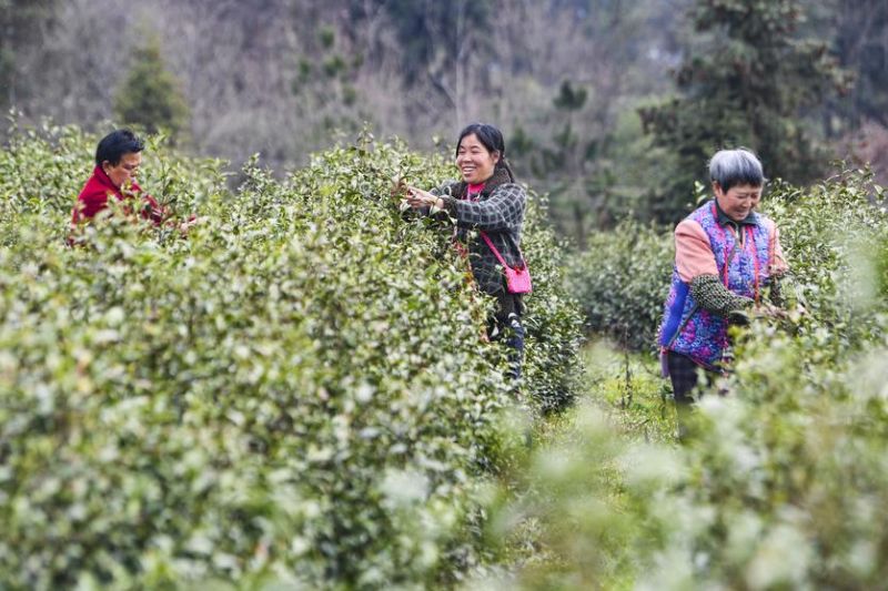 China akan luncurkan kampanye sadar hukum bagi perempuan di pedesaan