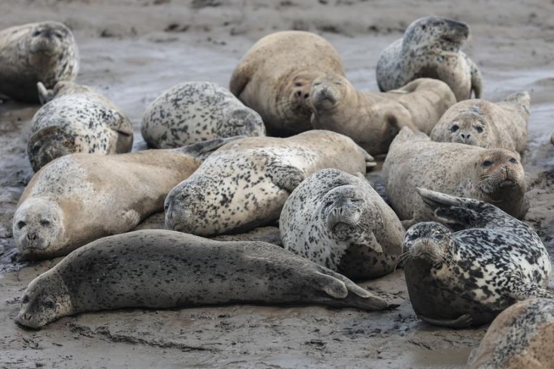 Teluk Liaodong, China catat peningkatan jumlah anjing laut bermigrasi
