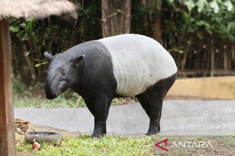 Bali Zoo hadirkan satwa tapir asia sambut libur Lebaran