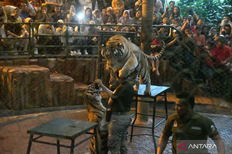Sebanyak 12.000 wisatawan kunjungi  Taman Safari Indonesia Bogor selama libur lebaran 2024