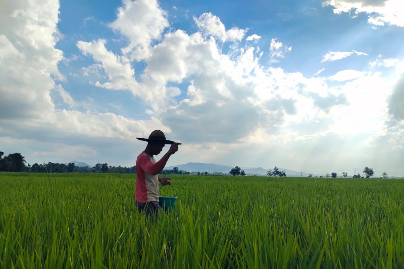 Bulog: Penyerapan padi di Lampung Januari-April capai 13 ribu ton