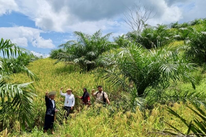 Kalsel tingkatkan produksi padi lewat "Kelapa Sawit Tumpang Sari"