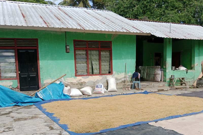 26 ribu hektare tanaman padi di Lombok Tengah telah dipanen