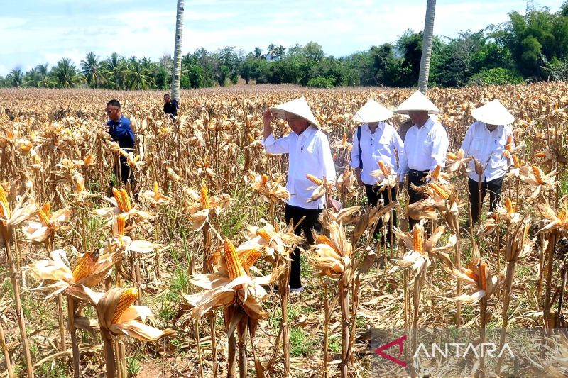 Presiden Jokowi panen jagung di Gorontalo