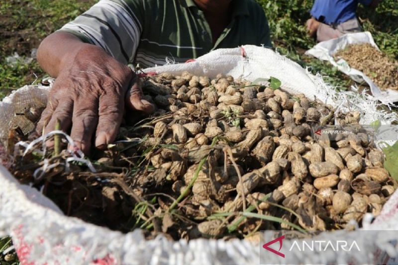 7-manfaat-luar-biasa-kacang-tanah-untuk-kesehatan-tubuh