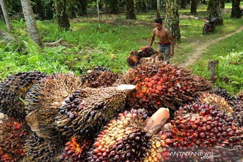 Gapki minta polisi tindak tegas aksi pencurian kelapa sawit di Kalteng