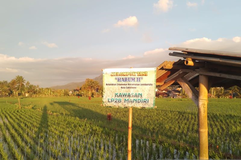 Lahan pertanian di Kota Sukabumi berkurang 26 hektare