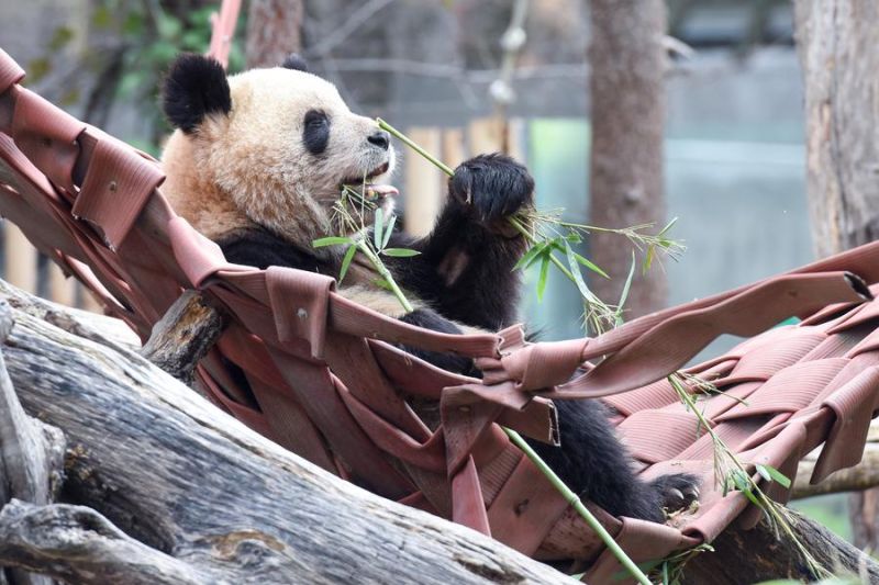 Pasangan panda raksasa asal China bertolak menuju Spanyol