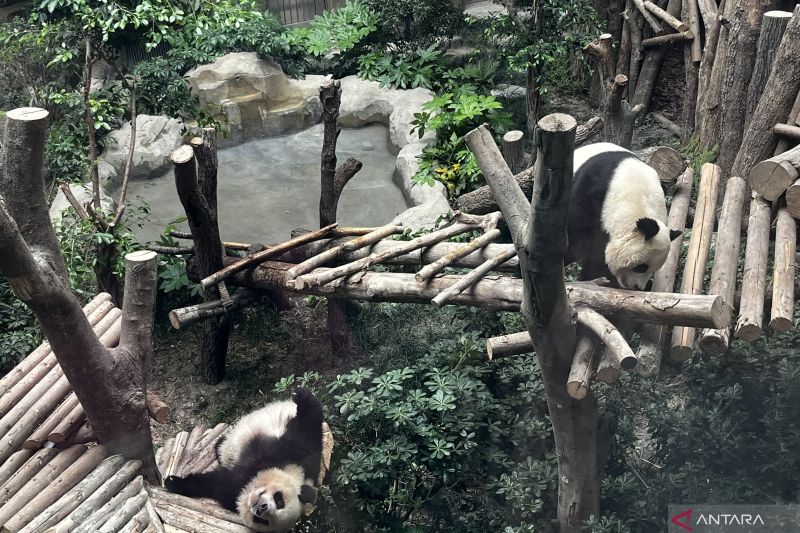 mengunjungi-rumah-para-panda-nan-menggemaskan-di-chengdu
