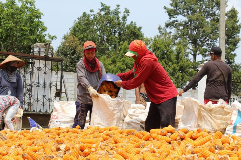 Bulog Lampung siap serap jagung petani jaga stabilisasi harga