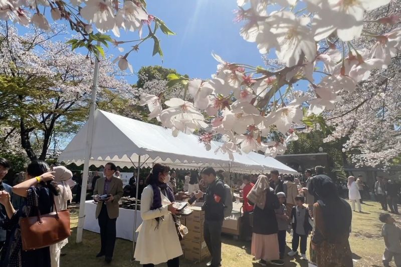 Kala keindahan sakura naungi suasana Lebaran di Jepang