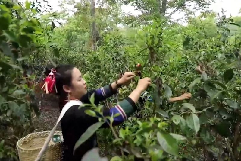 Gunung Jingmai, China memulai pemetikan teh musim semi