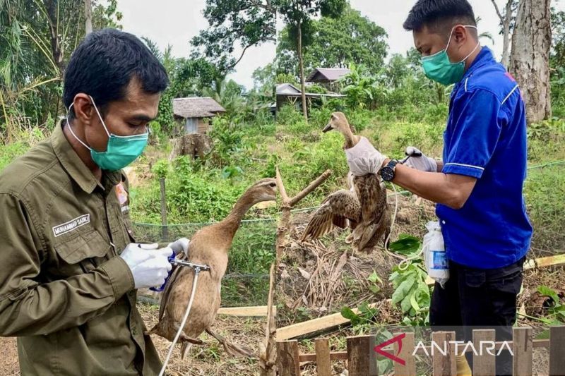 Wabah flu burung pertama sejak Desember ditemukan di Belanda