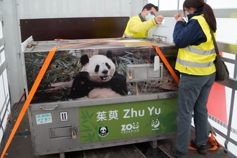Sepasang panda raksasa China tiba di Spanyol