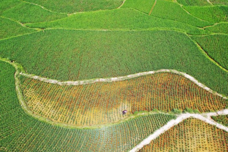 Wilayah Guizhou China berkembang jadi produsen matcha kelas dunia