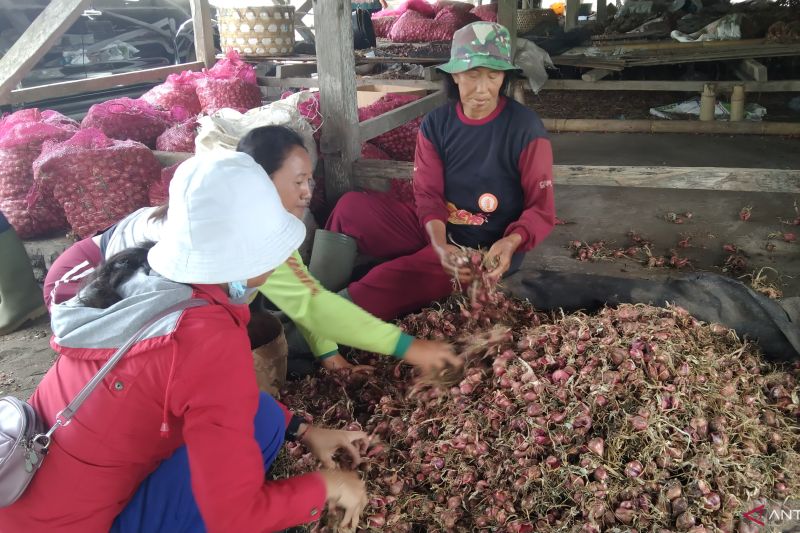 Petani bawang di Bali butuh sumur bor atasi keterbatasan air