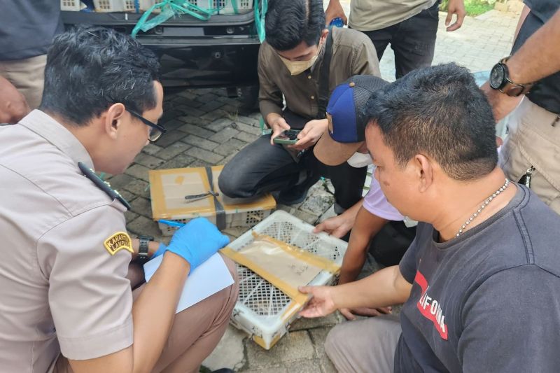 Karantina Pertanian Lampung gagalkan penyelundupan 2.540 ekor burung