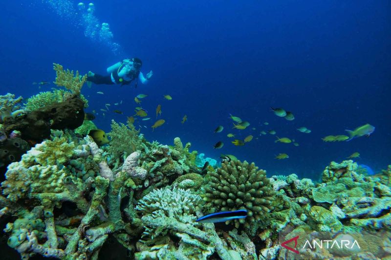 indahnya-pemandangan-bawah-laut-pulau-tomia-di-wakatobi