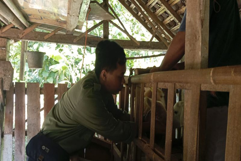 Dinas Pertanian Kulon Progo intensifkan sosialisasi penyakit hewan