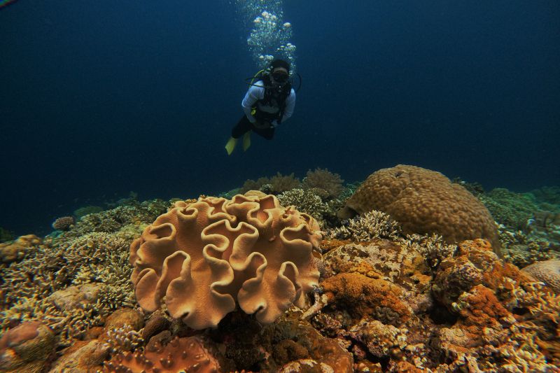 Menikmati keindahan bawah laut Tomia Wakatobi