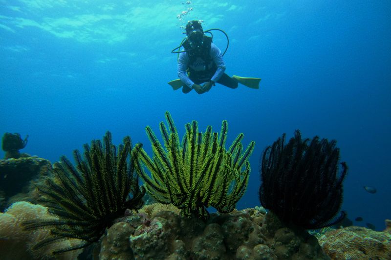 Menikmati keindahan bawah laut Tomia Wakatobi