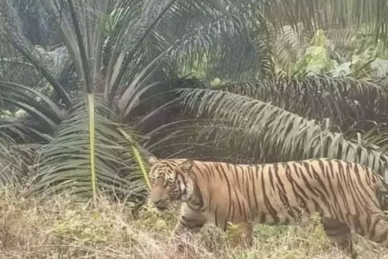 Seorang warga meninggal dunia diterkam harimau di Inderagiri Hilir