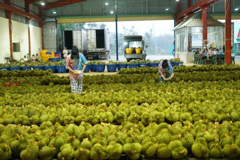 China catat kemajuan pesat perdagangan buah di negara Sungai Mekong