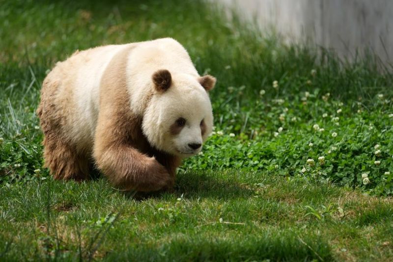 Panda raksasa cokelat langka tertangkap kamera di China barat laut