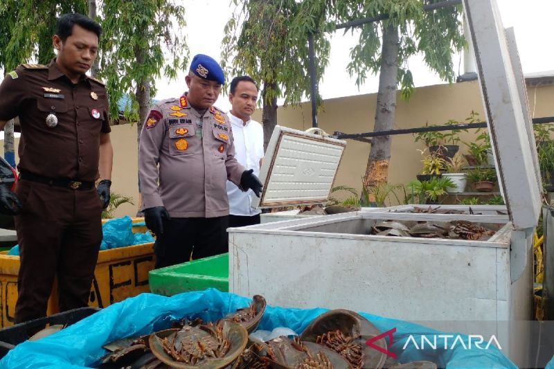 Ditpolairud Polda Sumut musnahkan 1.600 ekor belangkas