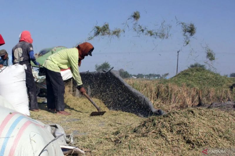Pemprov: Panen padi di Sumut sesuai rencana