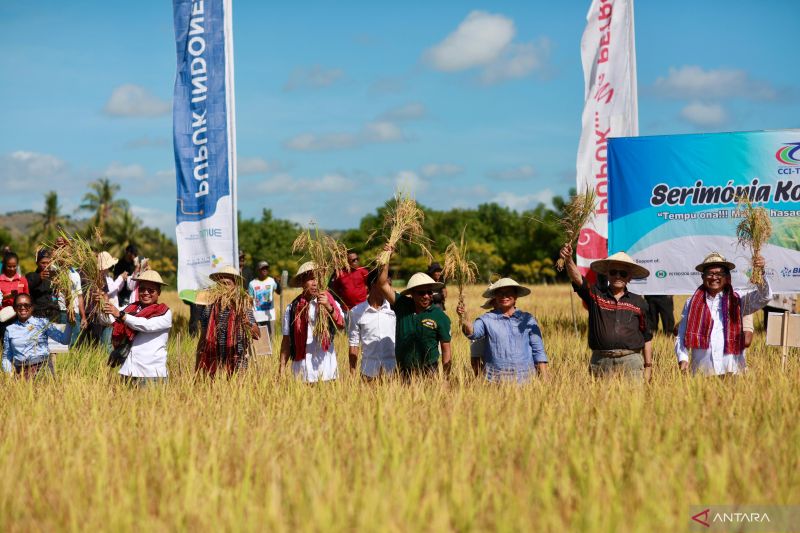 Pupuk Indonesia gelar panen raya padi hasil demplot di Timor Leste