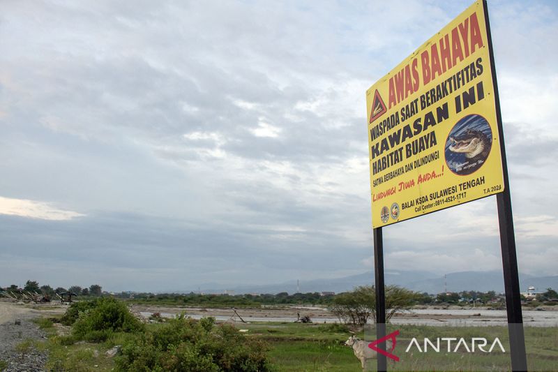 Pemasangan papan peringatan bahaya buaya di Sungai palu