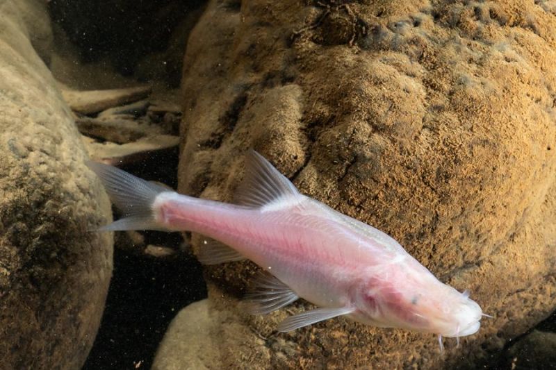 Spesies ikan buta ditemukan di sungai bawah tanah China