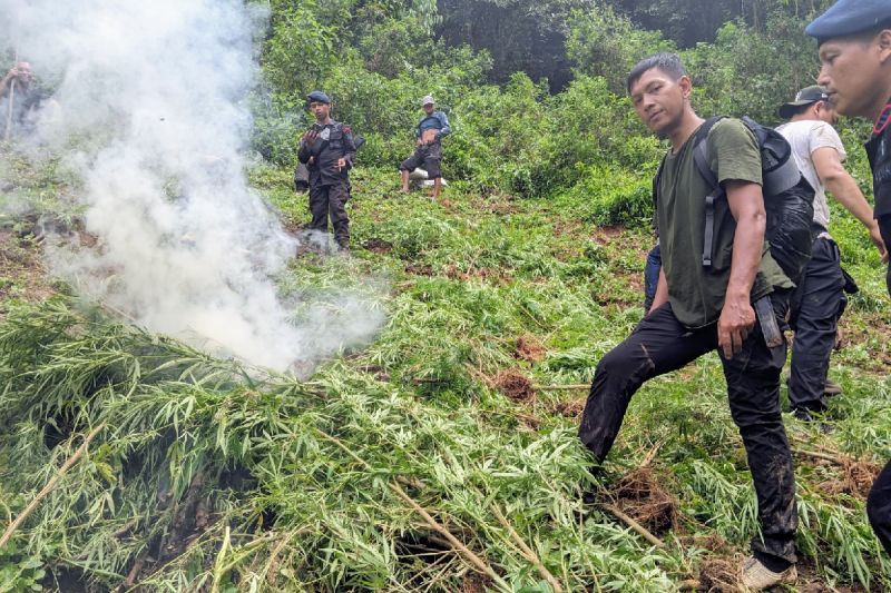 Brimob Polda Sumut musnahkan lima hektare ladang ganja