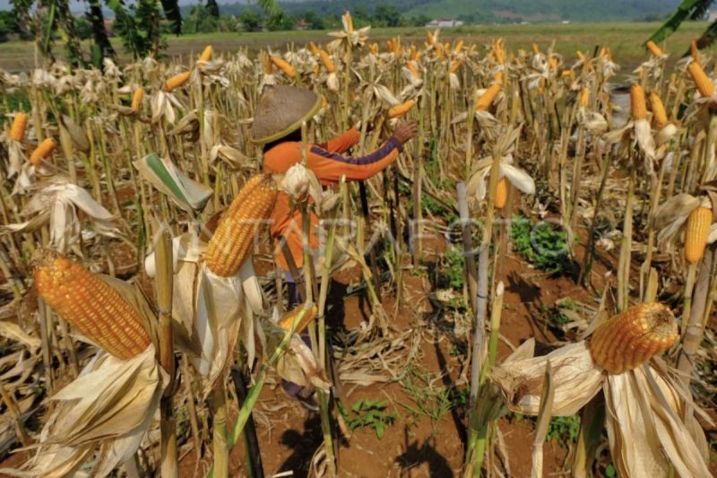Kotim dapat bantuan benih jagung Kementan untuk tanam 390 ha