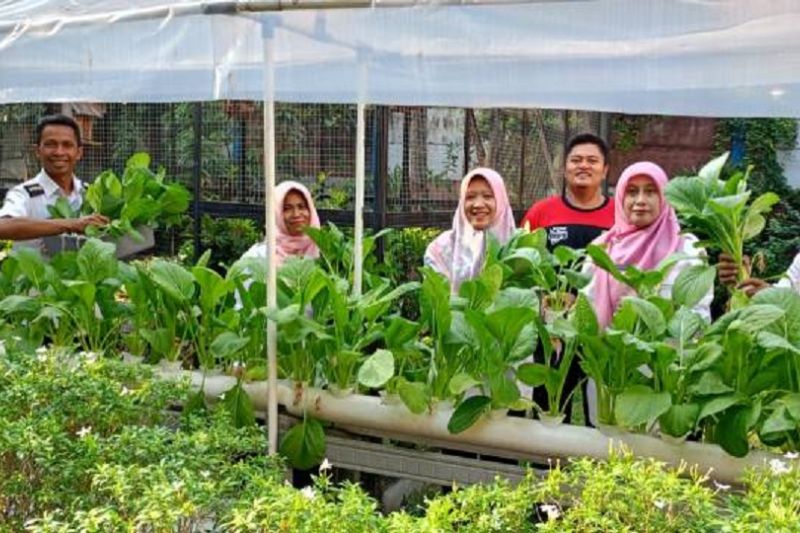 "Urban farming" solusi menjaga ketahanan pangan dan makanan sehat