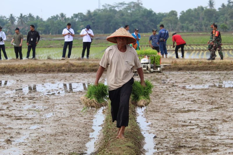 Pemprov Lampung memperluas tanam padi kejar peningkatan produksi